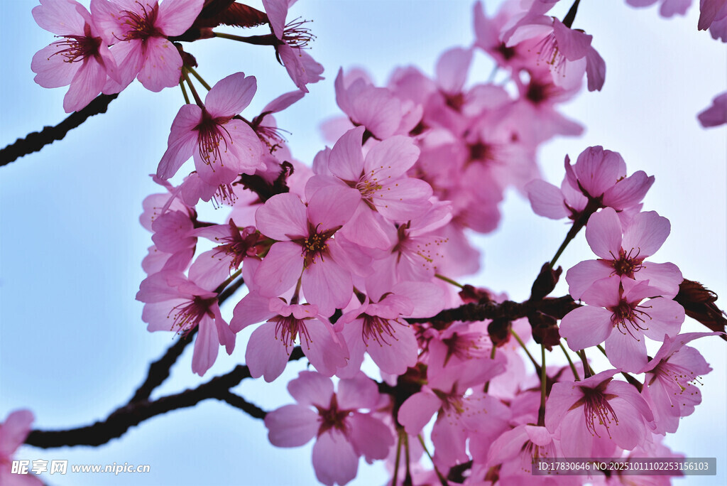 樱花