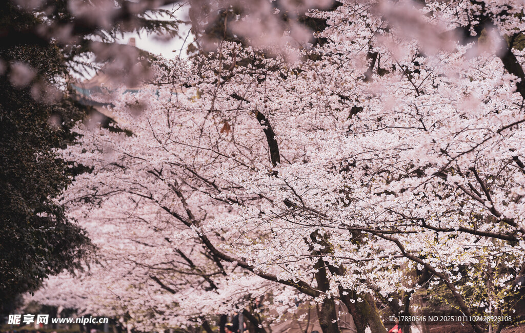 樱花