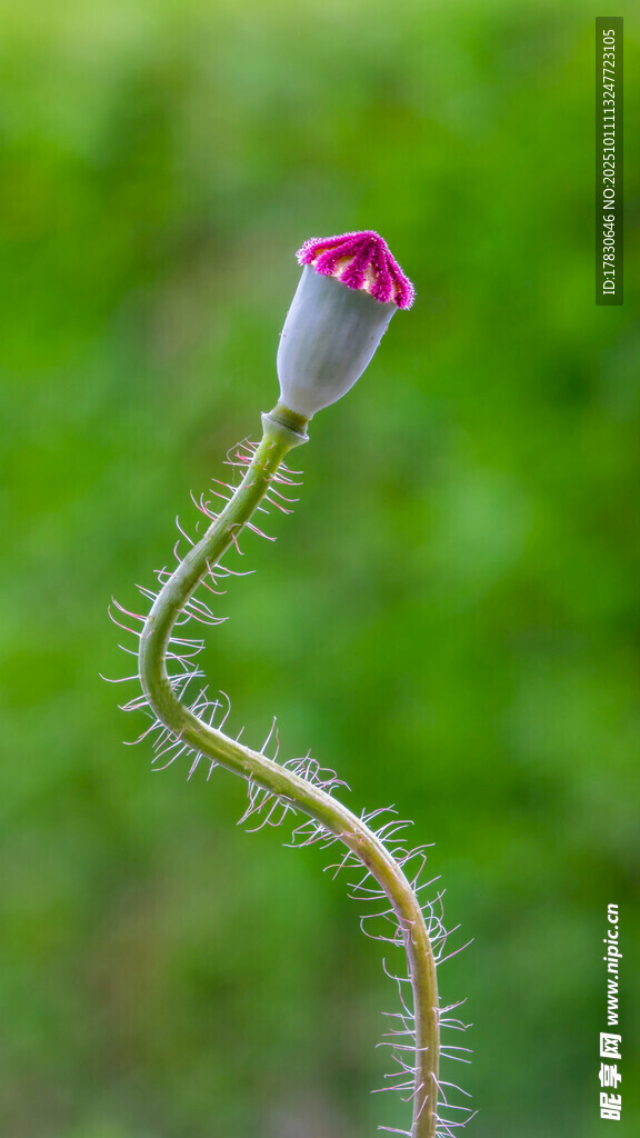 虞美人花