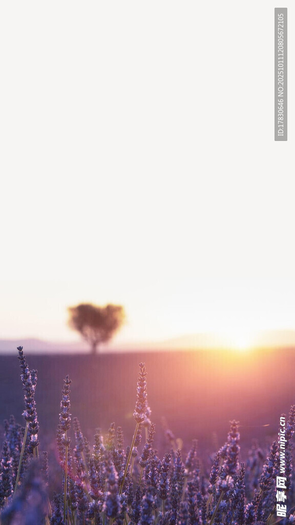 夕阳下的爱心花田美景