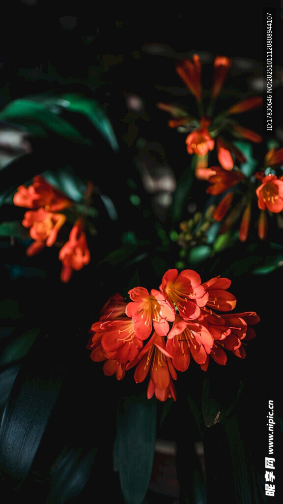 艳丽橙红花朵绽放
