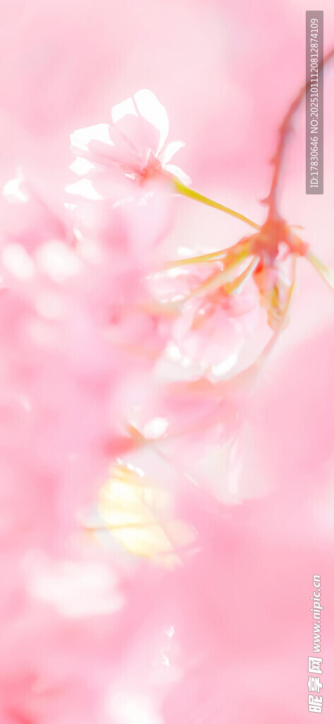 粉色烂漫樱花枝头绽放