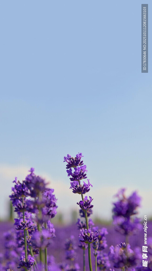 紫色薰衣草花海美景