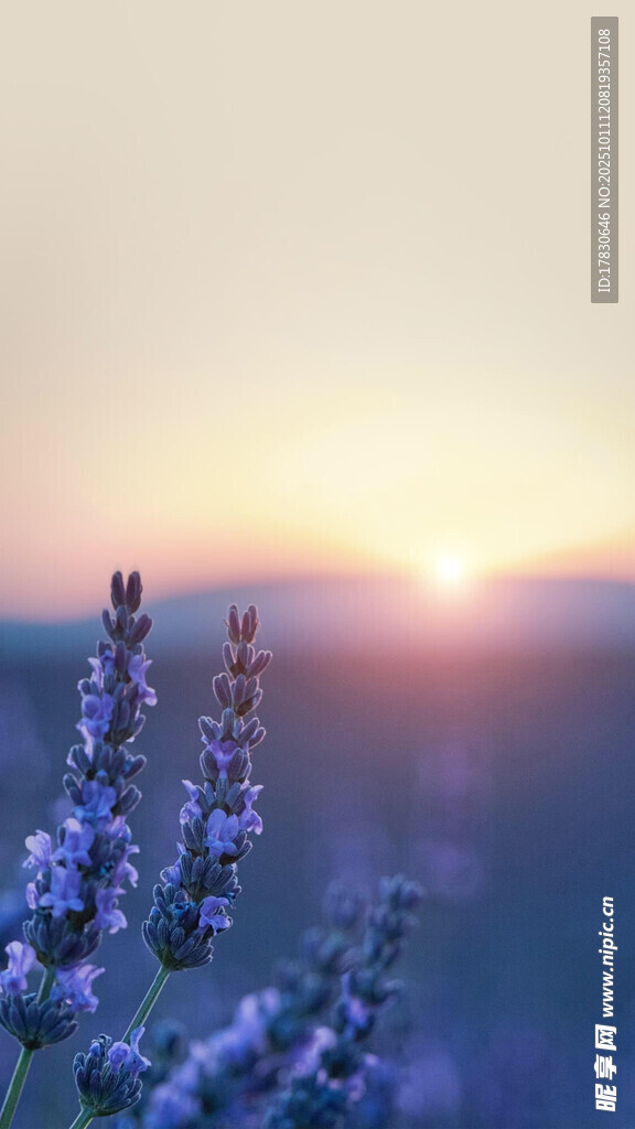 夕阳下的紫色薰衣草美景