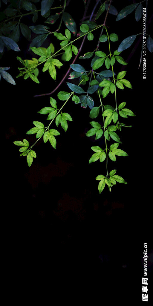 暗夜中的翠绿枝叶