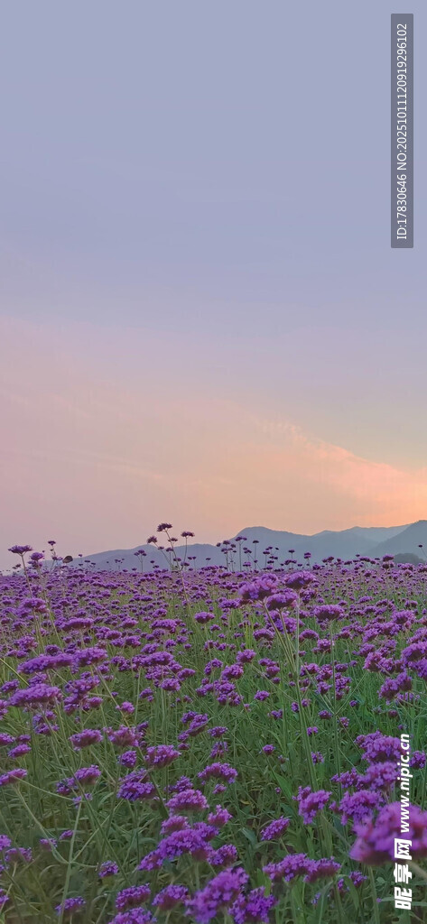 紫色花海梦幻自然美景