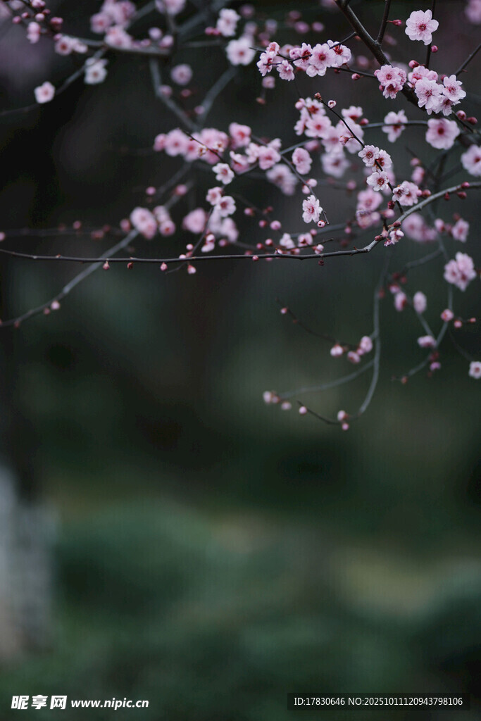 枝头绽放的粉嫩樱花