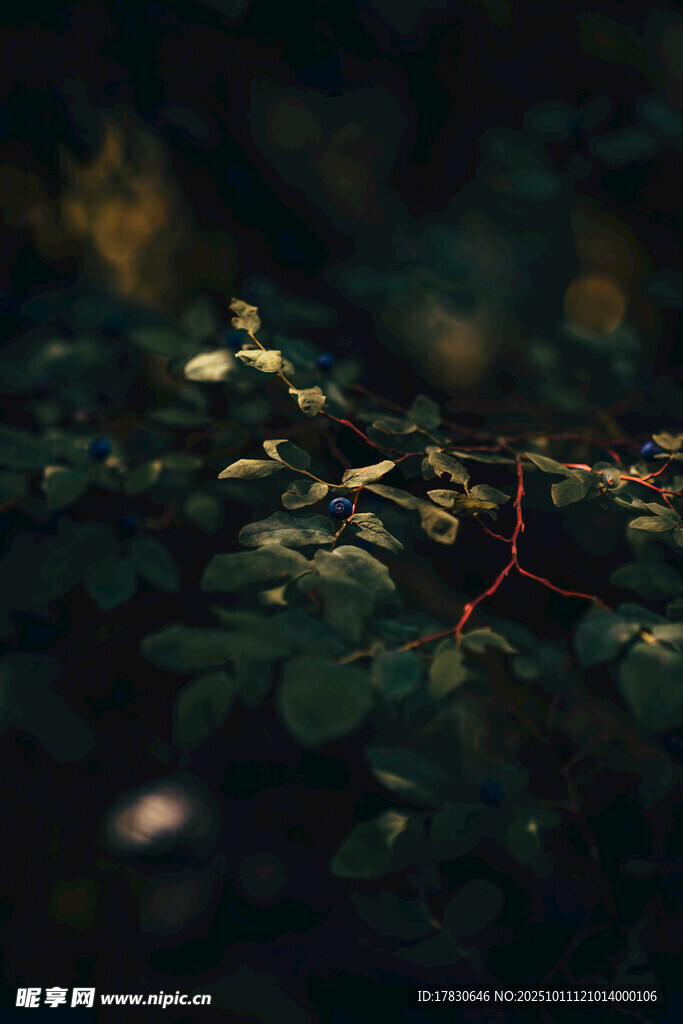 林间繁茂绿植光影斑驳