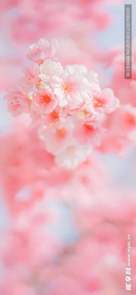 粉嫩樱花绽放