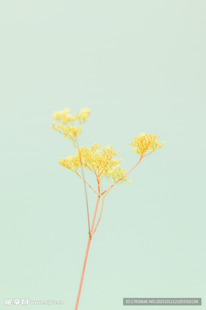 一枝黄色小花绽放
