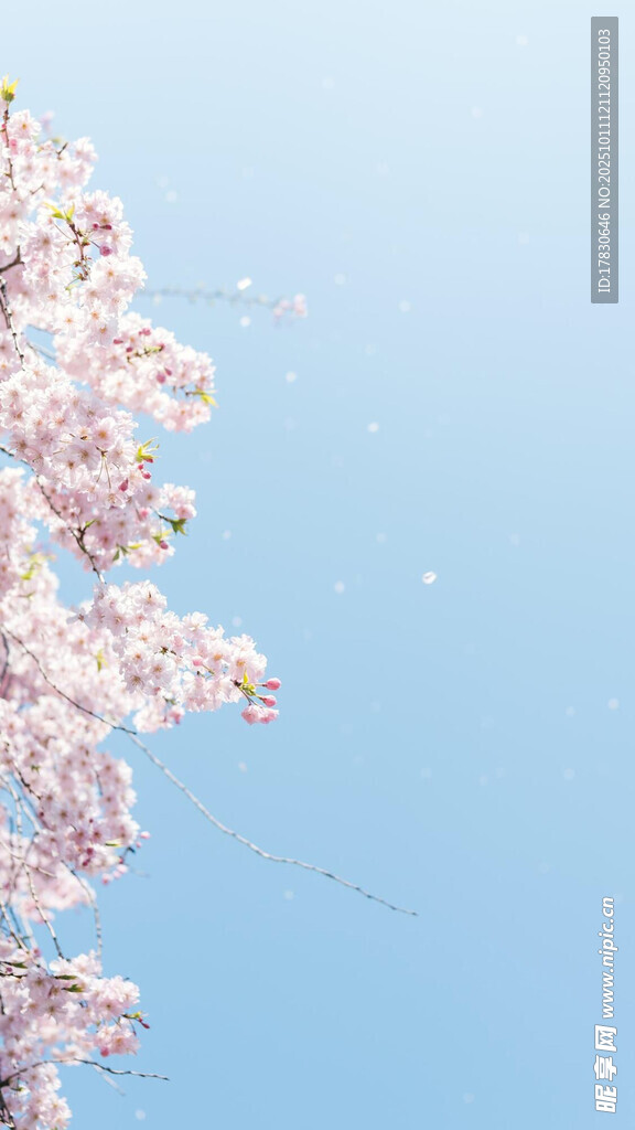 蓝天映衬下的烂漫樱花