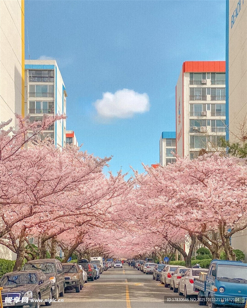 樱花盛开的城市街道