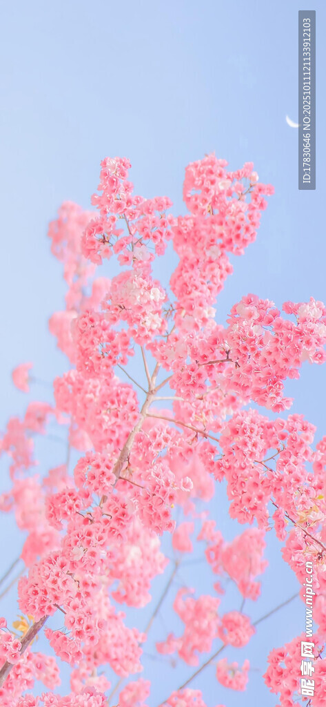 枝头绽放的粉嫩樱花