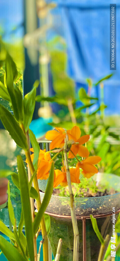 花园中的多彩花卉景观