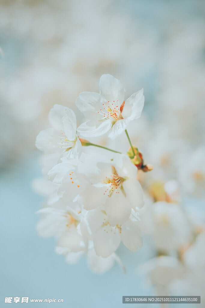 洁白樱花绽放枝头