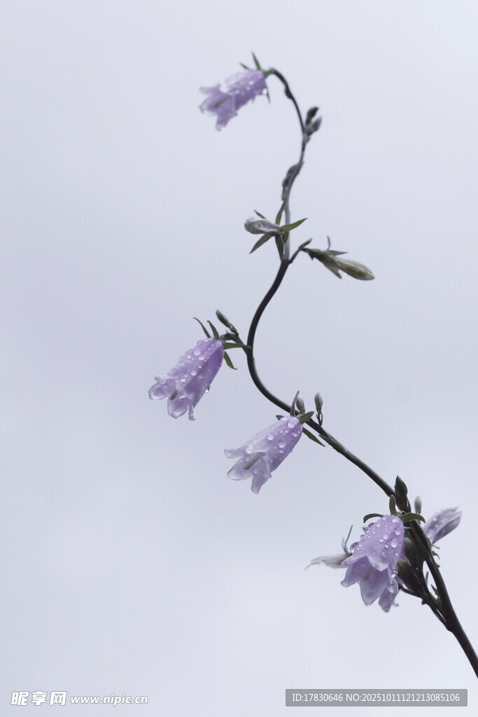枝头紫花绽