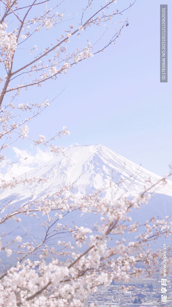 富士山下烂漫樱花绽放