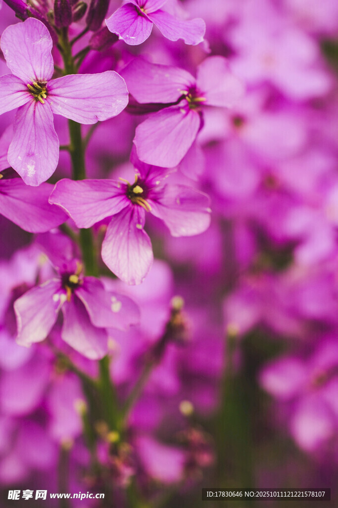 紫色烂漫花朵特写