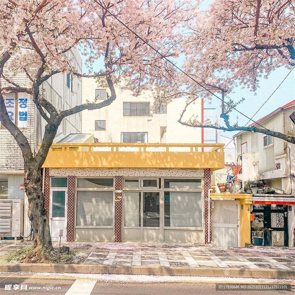 樱花树下的街边小店