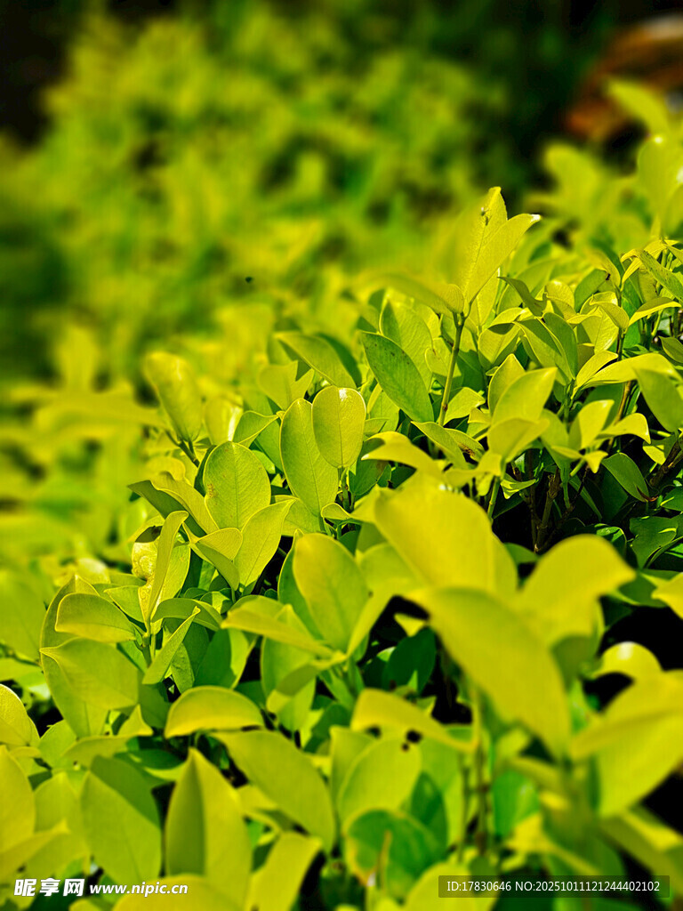 翠绿繁茂的生机植物景观