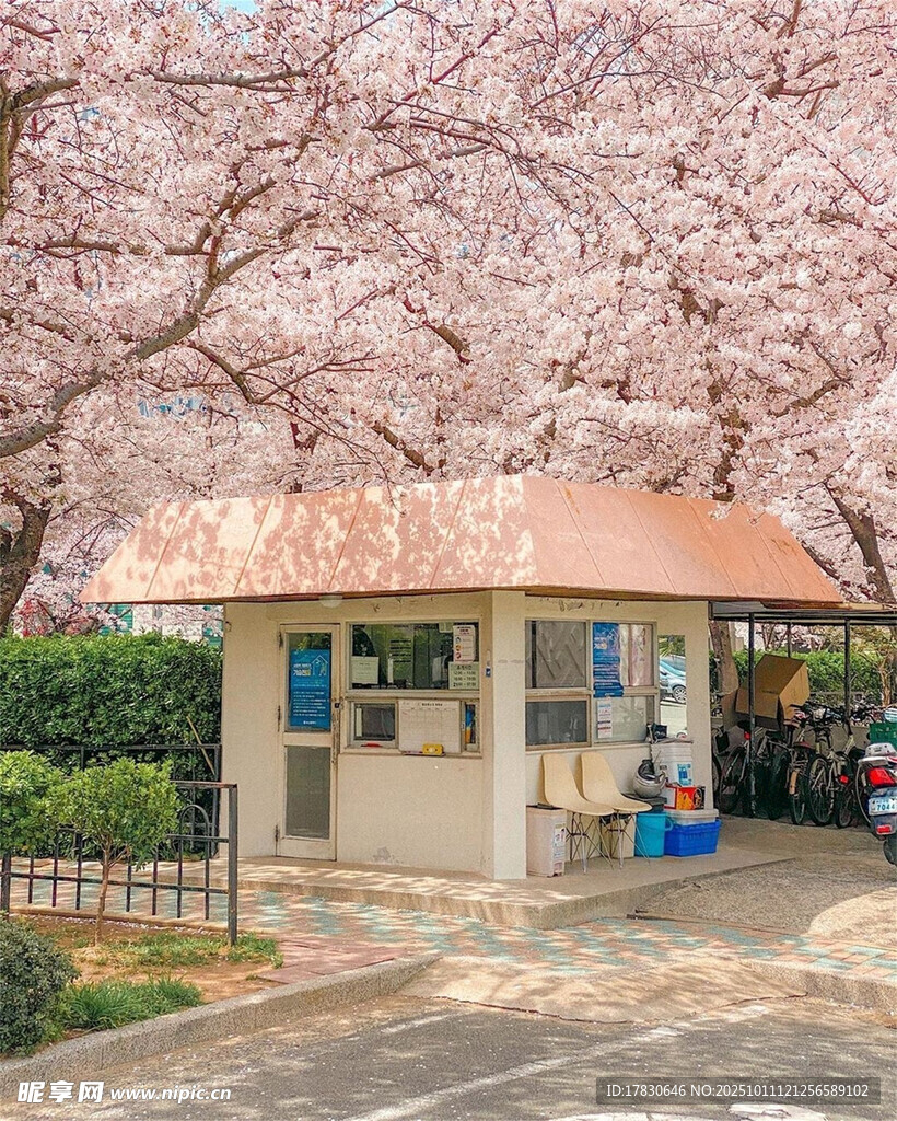 樱花树下的小屋