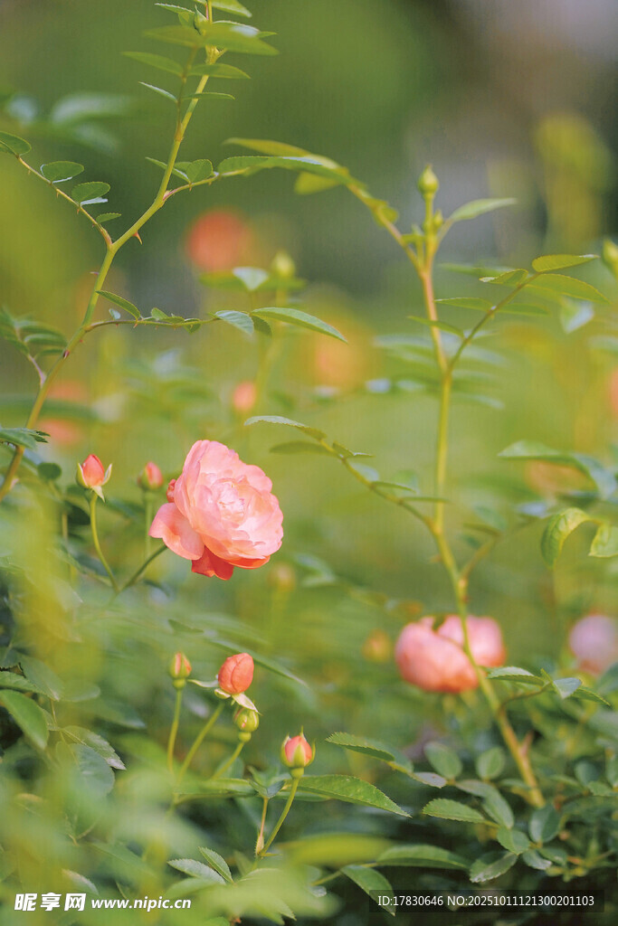 娇艳粉色花朵绽放于绿叶间