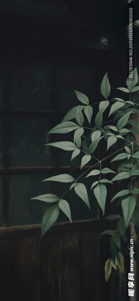 窗边绿植