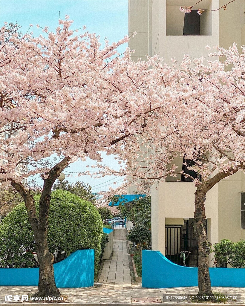 春日烂漫樱花树景