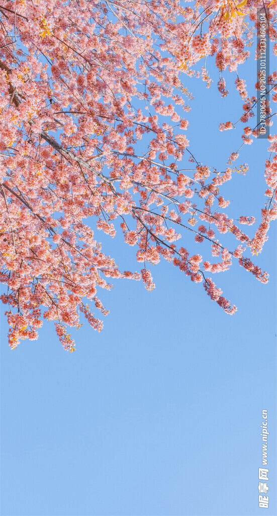 蓝天映衬下的粉嫩花枝