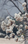 枝头覆雪的美丽花卉景观