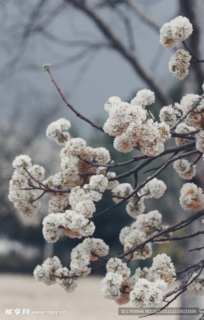 枝头覆雪的美丽花卉景观