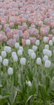 粉色白色郁金香花海