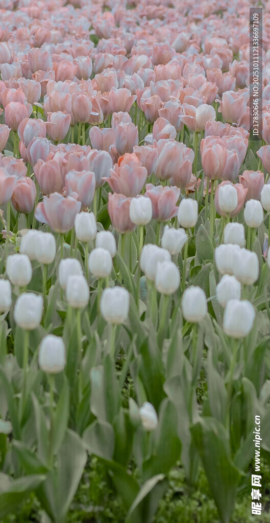 粉色白色郁金香花海