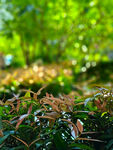 绿意盎然的植物景观