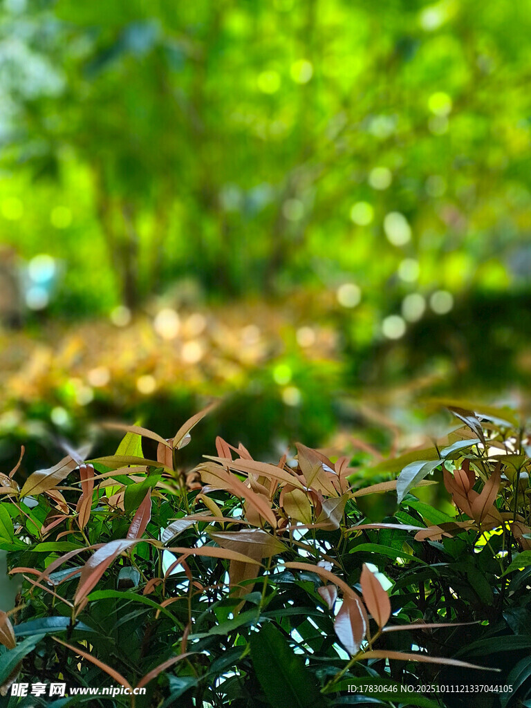 绿意盎然的植物景观