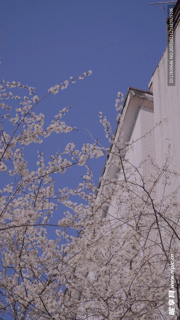 蓝天映衬下的繁花建筑