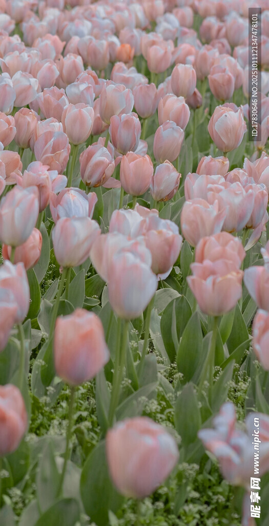 粉色郁金香花海