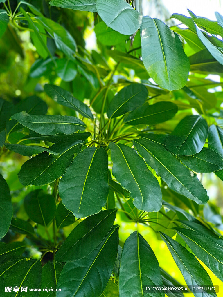 翠绿繁茂的植物叶片