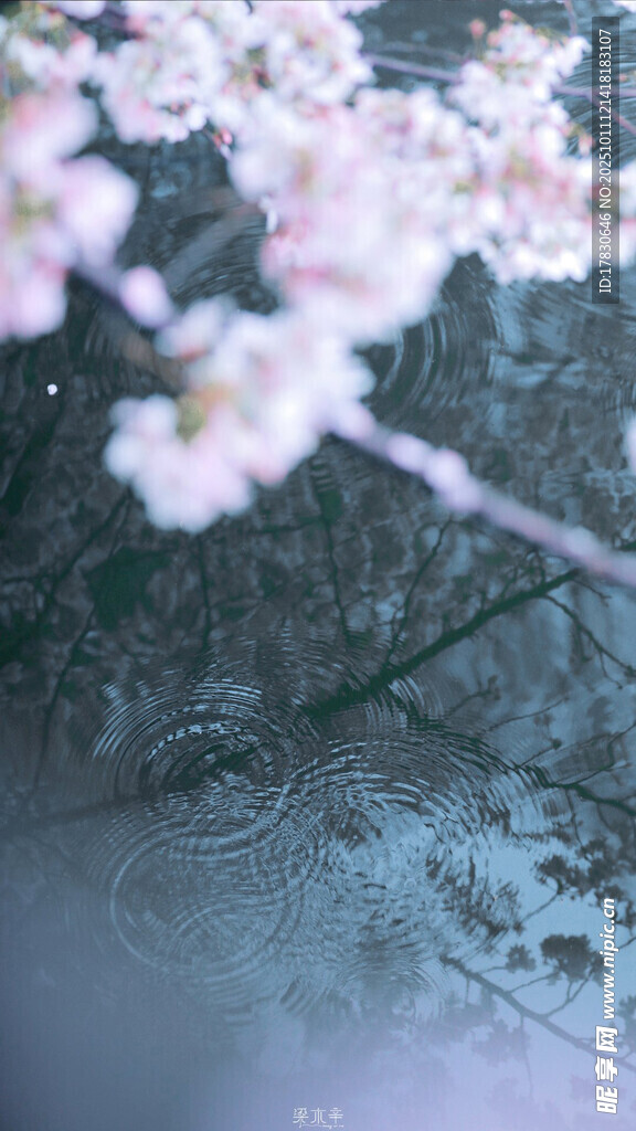 雨中绽放的粉嫩樱花