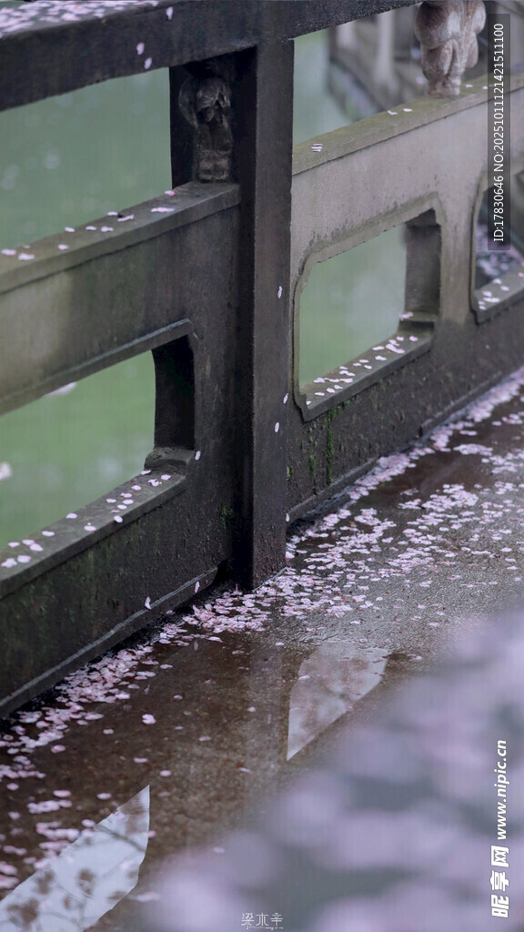 雨中木栏下的落花景象