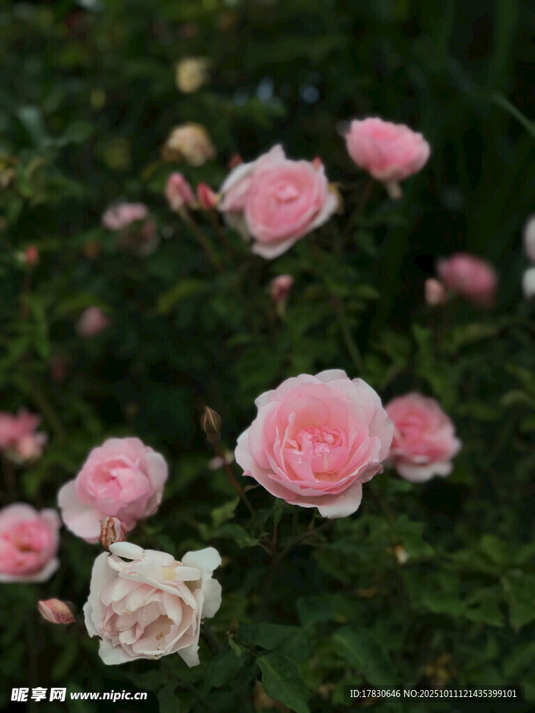 粉色玫瑰花丛绽放