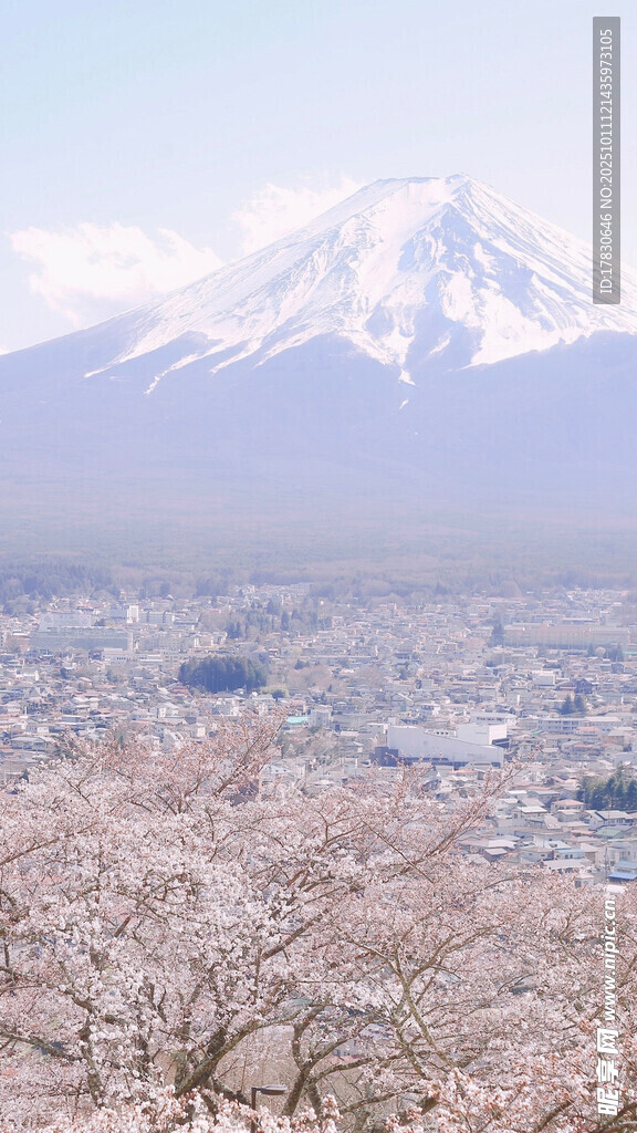 富士山下烂漫樱花景