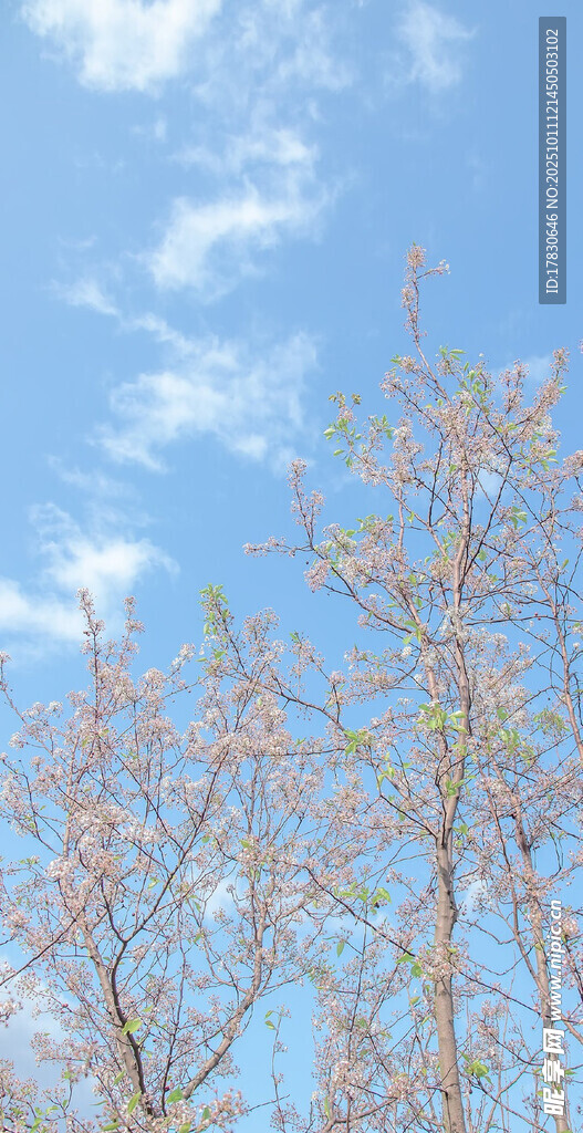 蓝天映衬下的繁花树木