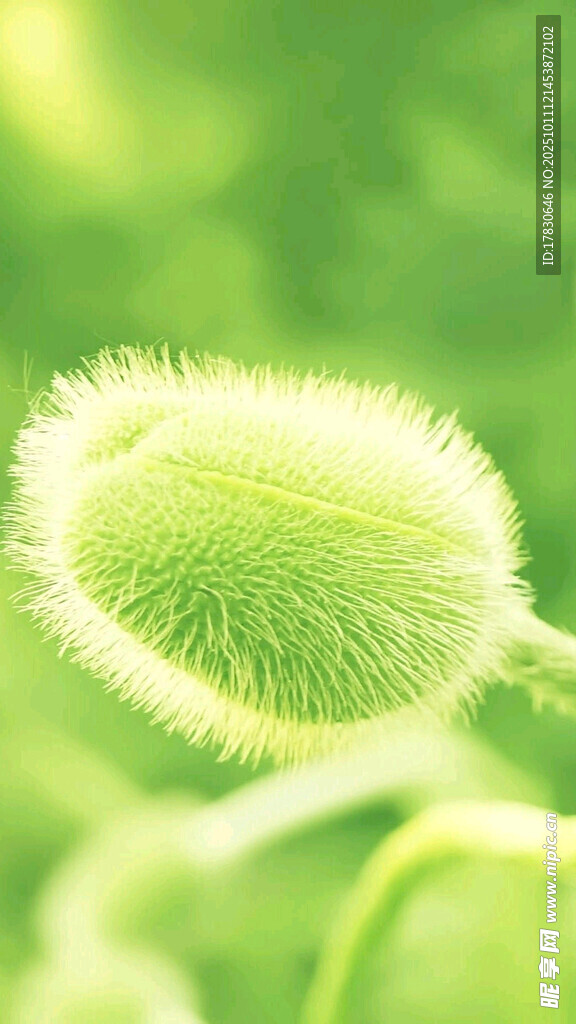 毛茸茸的绿色植物花苞