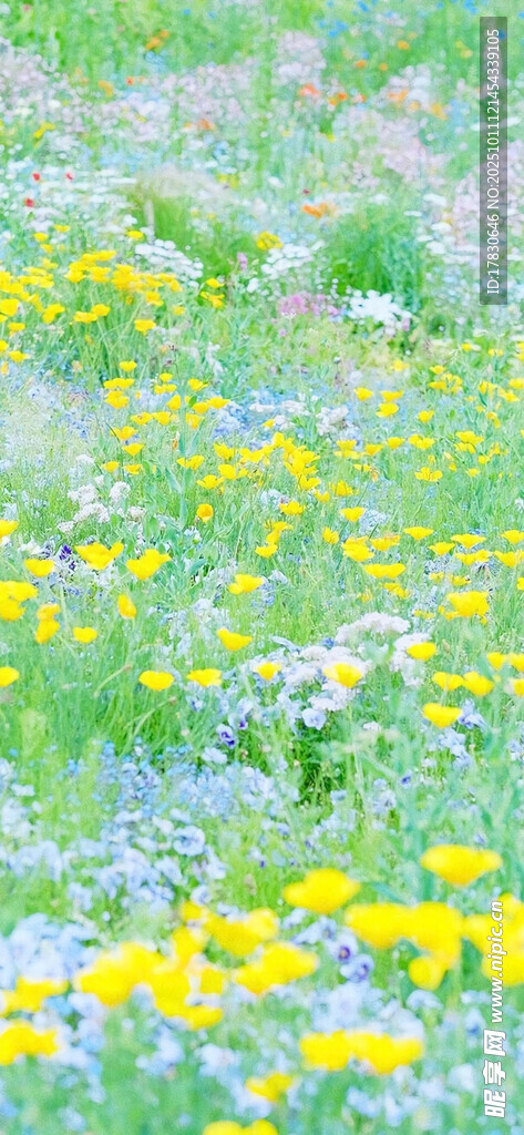 春日花海缤纷烂漫