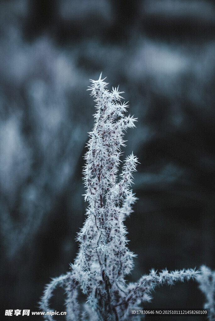 霜覆植物特写