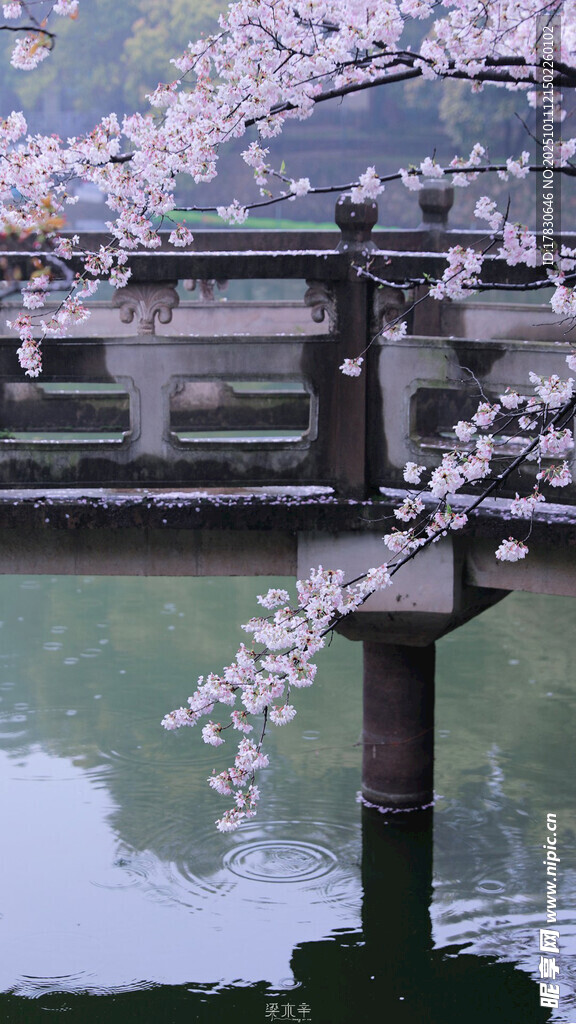 河畔樱花与桥的美丽景致