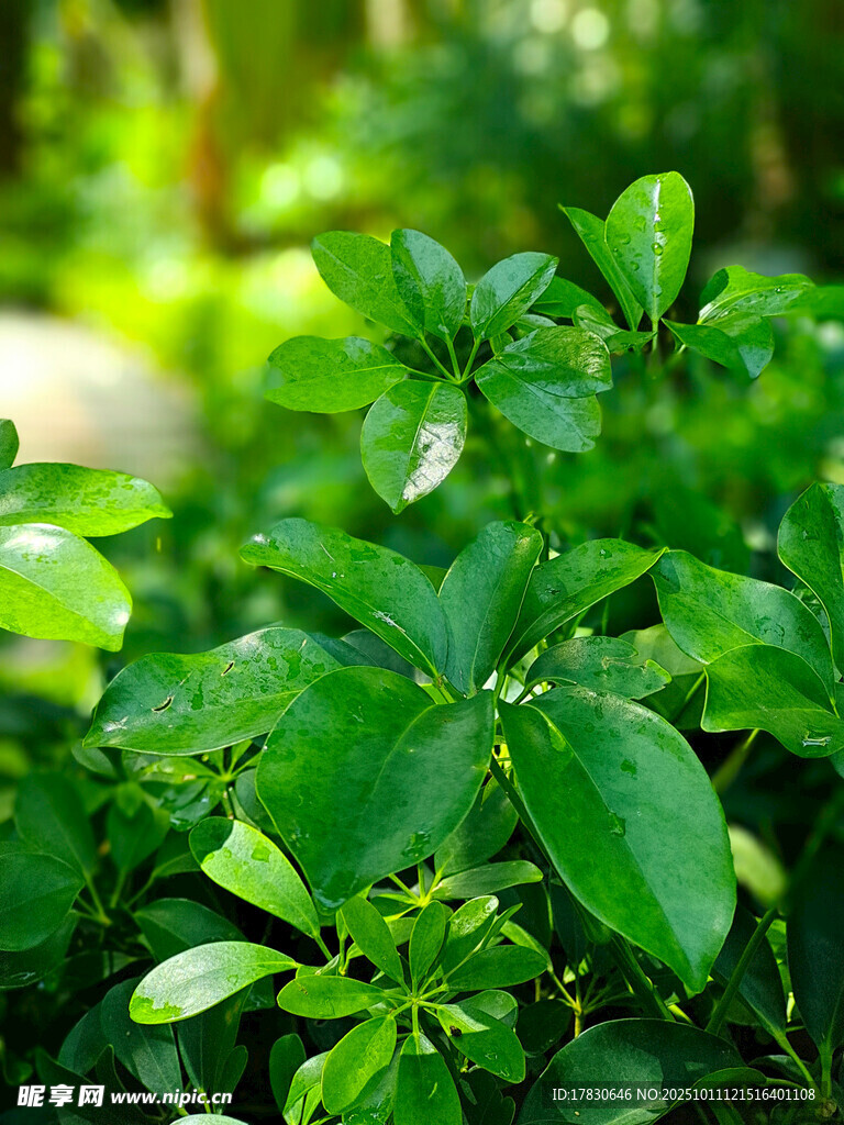 翠绿繁茂的生机植物