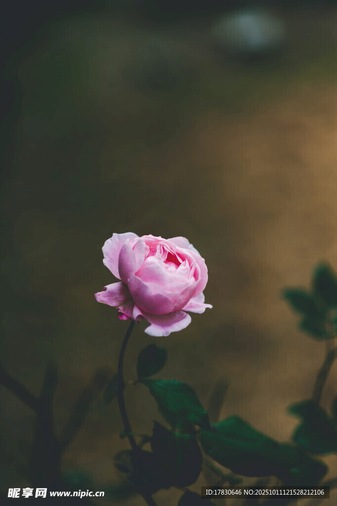 娇艳粉色月季花
