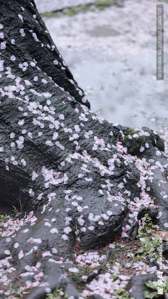 落花覆于树根处的美景